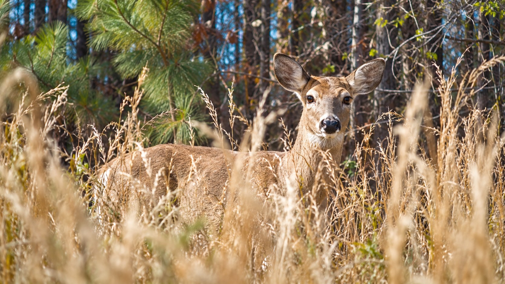 A doe standing alert among sunlit woodland grasses
